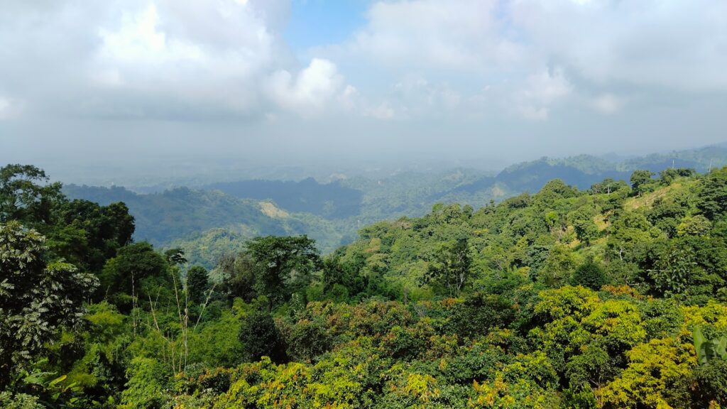 a lush green forest filled with lots of trees