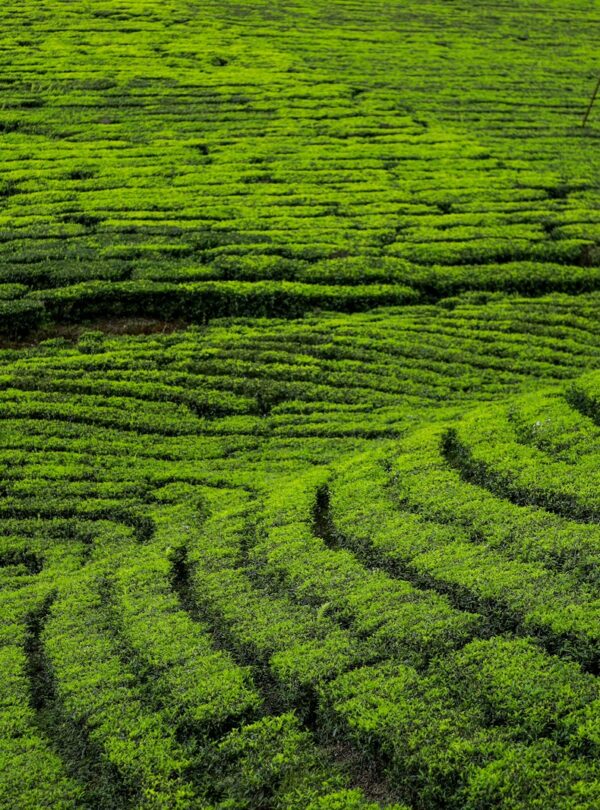 green grass field during daytime